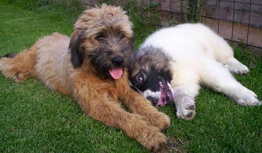 Фотографии к статье: Каталонская овчарка (Catalan Sheepdog) / Советы по уходу и воспитанию породы собак, описание собаки, помощь при болезнях, фотографии, дискусии и форум.