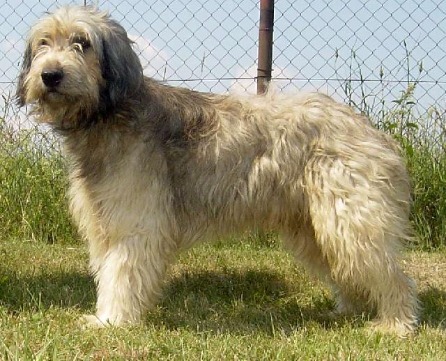 Фотографии к статье: Каталонская овчарка (Catalan Sheepdog) / Советы по уходу и воспитанию породы собак, описание собаки, помощь при болезнях, фотографии, дискусии и форум.