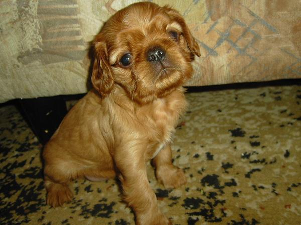 Фотографии к статье: Кавалер-кинг-чарльз-спаниель (Cavalier King Charles Spaniel) / Советы по уходу и воспитанию породы собак, описание собаки, помощь при болезнях, фотографии, дискусии и форум.