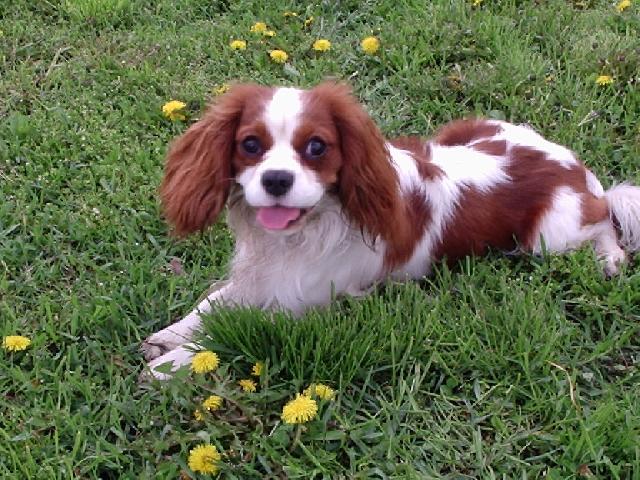 Фотографии к статье: Кавалер-кинг-чарльз-спаниель (Cavalier King Charles Spaniel) / Советы по уходу и воспитанию породы собак, описание собаки, помощь при болезнях, фотографии, дискусии и форум.