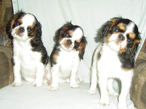 Фотографии к статье: Кавалер-кинг-чарльз-спаниель (Cavalier King Charles Spaniel) / Советы по уходу и воспитанию породы собак, описание собаки, помощь при болезнях, фотографии, дискусии и форум.