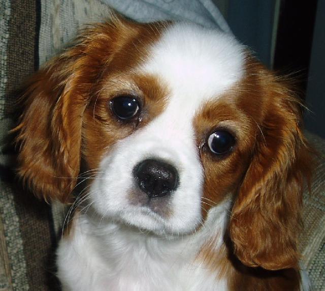 Фотографии к статье: Кавалер-кинг-чарльз-спаниель (Cavalier King Charles Spaniel) / Советы по уходу и воспитанию породы собак, описание собаки, помощь при болезнях, фотографии, дискусии и форум.