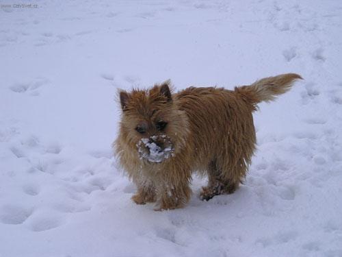 Фотографии к статье: Кернтерьер (Cairn Terrier) / Советы по уходу и воспитанию породы собак, описание собаки, помощь при болезнях, фотографии, дискусии и форум.