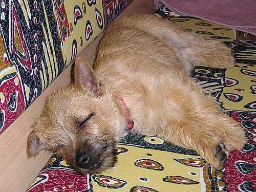 Фотографии к статье: Кернтерьер (Cairn Terrier) / Советы по уходу и воспитанию породы собак, описание собаки, помощь при болезнях, фотографии, дискусии и форум.