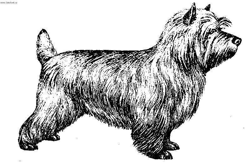 Фотографии к статье: Кернтерьер (Cairn Terrier) / Советы по уходу и воспитанию породы собак, описание собаки, помощь при болезнях, фотографии, дискусии и форум.