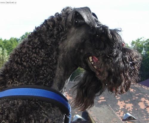 Фотографии к статье: Керри-блю-терьер (ирландский голубой терьер) (Kerry Blue Terrier) / Советы по уходу и воспитанию породы собак, описание собаки, помощь при болезнях, фотографии, дискусии и форум.