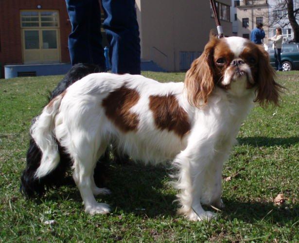 Фотографии к статье: Кинг чарльз спаниель (King Charles Spaniel) / Советы по уходу и воспитанию породы собак, описание собаки, помощь при болезнях, фотографии, дискусии и форум.