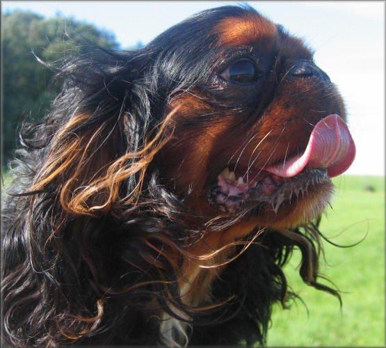 Фотографии к статье: Кинг чарльз спаниель (King Charles Spaniel) / Советы по уходу и воспитанию породы собак, описание собаки, помощь при болезнях, фотографии, дискусии и форум.