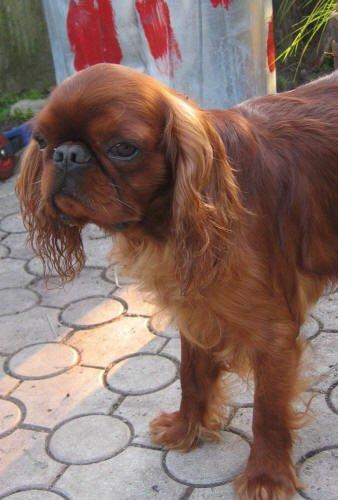 Фотографии к статье: Кинг чарльз спаниель (King Charles Spaniel) / Советы по уходу и воспитанию породы собак, описание собаки, помощь при болезнях, фотографии, дискусии и форум.