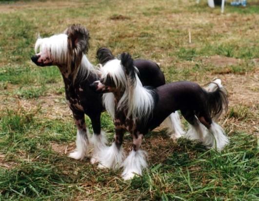 Фотографии к статье: Китайская хохлатая собачка (Chinese Crested Dog) / Советы по уходу и воспитанию породы собак, описание собаки, помощь при болезнях, фотографии, дискусии и форум.