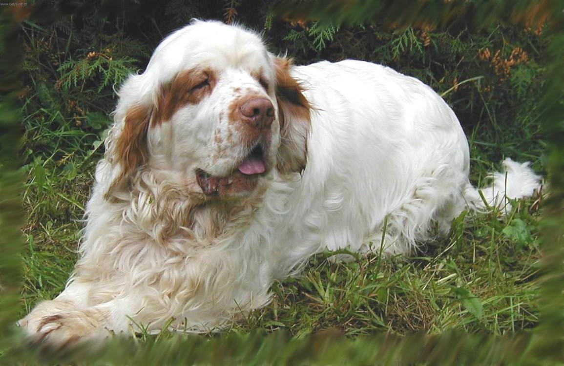 Фотографии к статье: Кламбер-спаниель (Clumber Spaniel) / Советы по уходу и воспитанию породы собак, описание собаки, помощь при болезнях, фотографии, дискусии и форум.