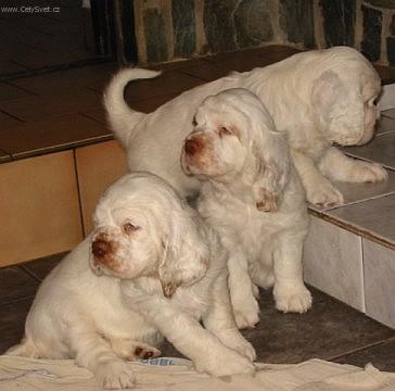 Фотографии к статье: Кламбер-спаниель (Clumber Spaniel) / Советы по уходу и воспитанию породы собак, описание собаки, помощь при болезнях, фотографии, дискусии и форум.