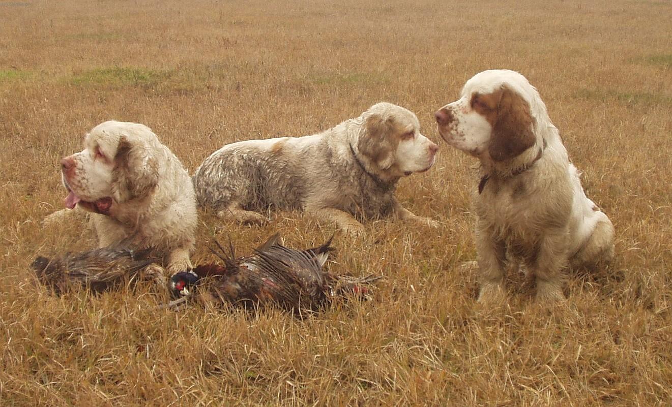 Фотографии к статье: Кламбер-спаниель (Clumber Spaniel) / Советы по уходу и воспитанию породы собак, описание собаки, помощь при болезнях, фотографии, дискусии и форум.