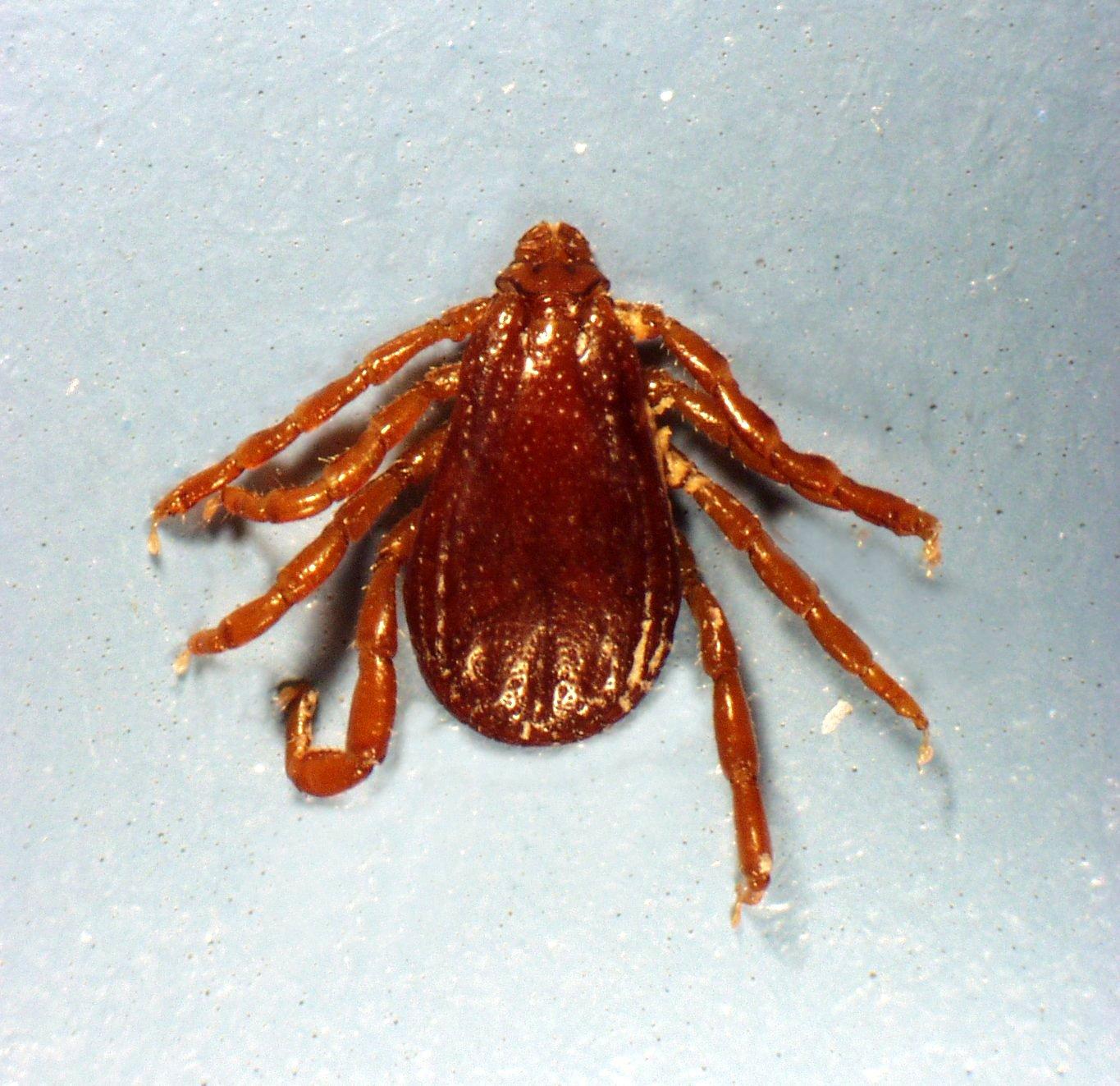 Фотографии к статье: Клещи и блохи (Ticks and fleas) / Советы по уходу и воспитанию породы собак, описание собаки, помощь при болезнях, фотографии, дискусии и форум.