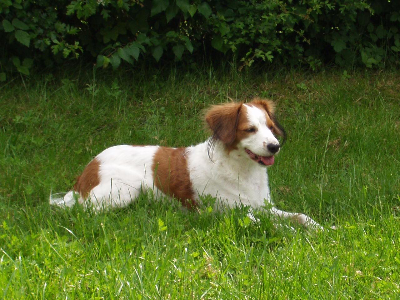 Фотографии к статье: Коикерхондье (Kooikerhondje) / Советы по уходу и воспитанию породы собак, описание собаки, помощь при болезнях, фотографии, дискусии и форум.