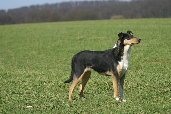 Фотографии к статье: Колли короткошерстный (Smooth Collie) / Советы по уходу и воспитанию породы собак, описание собаки, помощь при болезнях, фотографии, дискусии и форум.