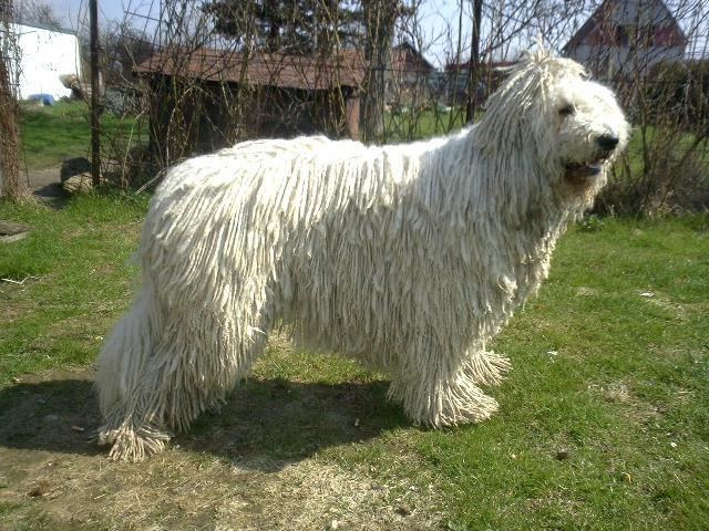 Фотографии к статье: Комондор (Komondor) / Советы по уходу и воспитанию породы собак, описание собаки, помощь при болезнях, фотографии, дискусии и форум.