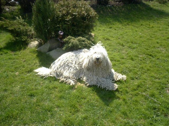 Фотографии к статье: Комондор (Komondor) / Советы по уходу и воспитанию породы собак, описание собаки, помощь при болезнях, фотографии, дискусии и форум.