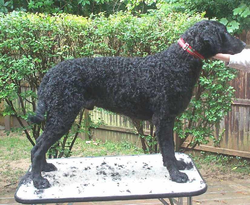 Фотографии к статье: Курчавошерстный ретривер (керли) (Curly Coated Retriever) / Советы по уходу и воспитанию породы собак, описание собаки, помощь при болезнях, фотографии, дискусии и форум.