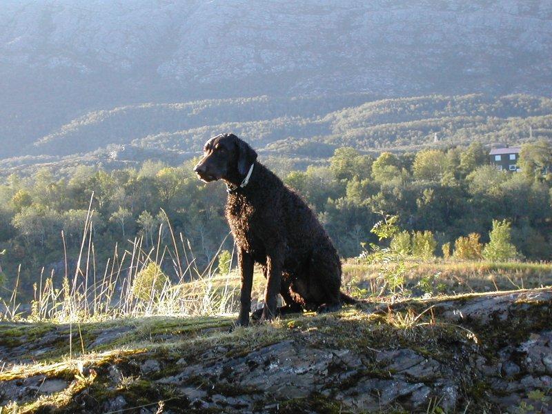 Фотографии к статье: Курчавошерстный ретривер (керли) (Curly Coated Retriever) / Советы по уходу и воспитанию породы собак, описание собаки, помощь при болезнях, фотографии, дискусии и форум.