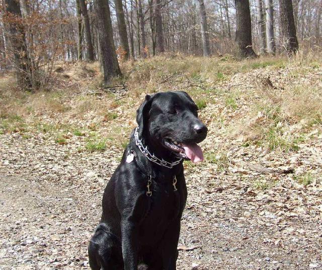 Фотографии к статье: Лабрадор-ретривер (Labrador Retriever) / Советы по уходу и воспитанию породы собак, описание собаки, помощь при болезнях, фотографии, дискусии и форум.