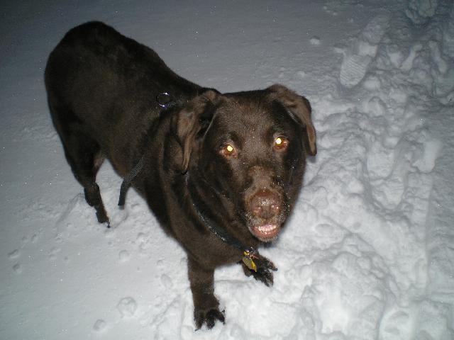 Фотографии к статье: Лабрадор-ретривер (Labrador Retriever) / Советы по уходу и воспитанию породы собак, описание собаки, помощь при болезнях, фотографии, дискусии и форум.