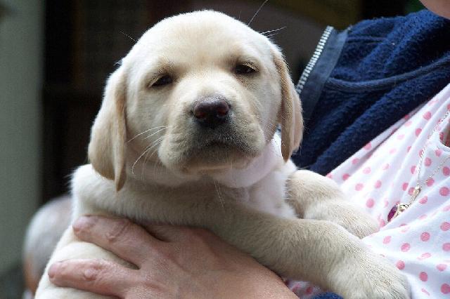 Фотографии к статье: Лабрадор-ретривер (Labrador Retriever) / Советы по уходу и воспитанию породы собак, описание собаки, помощь при болезнях, фотографии, дискусии и форум.