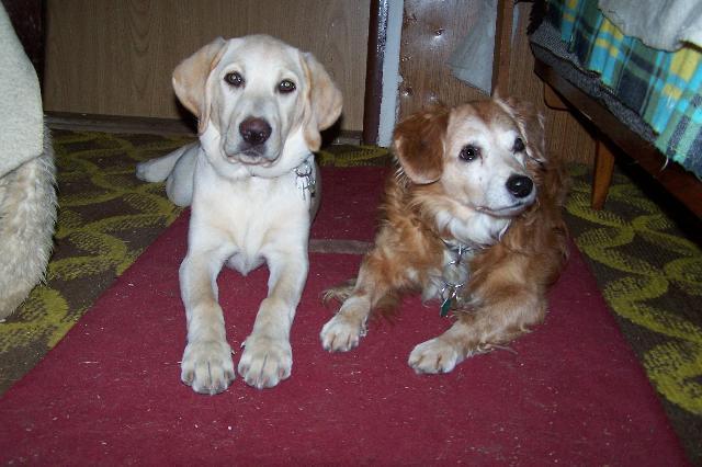 Фотографии к статье: Лабрадор-ретривер (Labrador Retriever) / Советы по уходу и воспитанию породы собак, описание собаки, помощь при болезнях, фотографии, дискусии и форум.