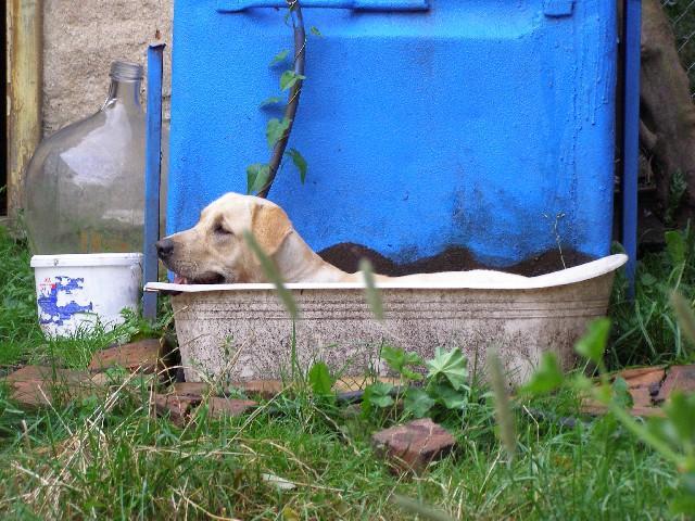 Фотографии к статье: Лабрадор-ретривер (Labrador Retriever) / Советы по уходу и воспитанию породы собак, описание собаки, помощь при болезнях, фотографии, дискусии и форум.