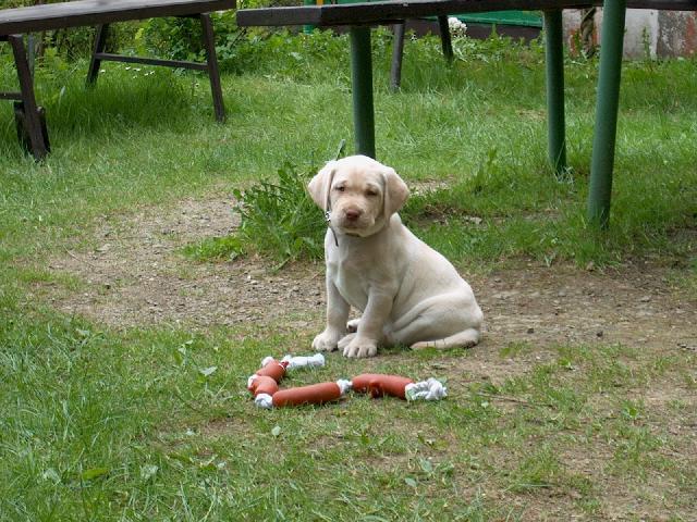 Фотографии к статье: Лабрадор-ретривер (Labrador Retriever) / Советы по уходу и воспитанию породы собак, описание собаки, помощь при болезнях, фотографии, дискусии и форум.