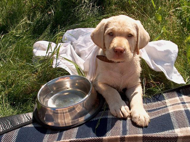 Фотографии к статье: Лабрадор-ретривер (Labrador Retriever) / Советы по уходу и воспитанию породы собак, описание собаки, помощь при болезнях, фотографии, дискусии и форум.