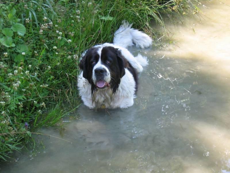 Фотографии к статье: Ландсир (Landseer) / Советы по уходу и воспитанию породы собак, описание собаки, помощь при болезнях, фотографии, дискусии и форум.