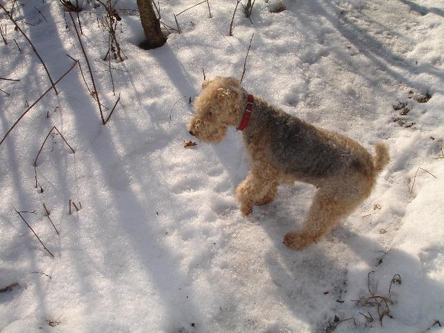 Фотографии к статье: Лейкленд-терьер (Lakeland Terrier) / Советы по уходу и воспитанию породы собак, описание собаки, помощь при болезнях, фотографии, дискусии и форум.