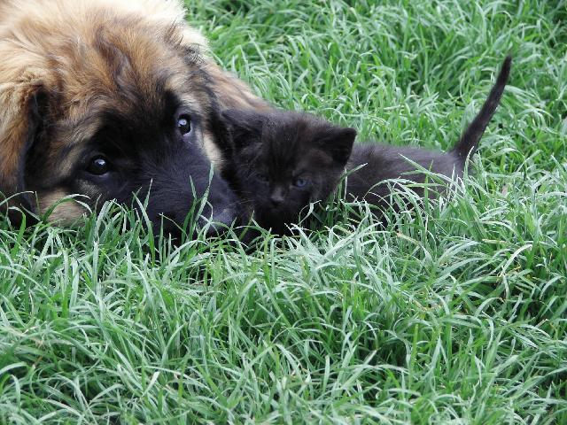 Фотографии к статье: Леонбергер (Leonberger) / Советы по уходу и воспитанию породы собак, описание собаки, помощь при болезнях, фотографии, дискусии и форум.