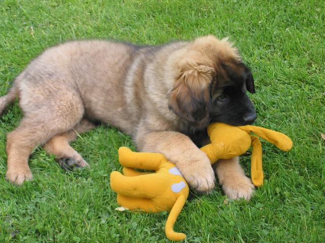 Фотографии к статье: Леонбергер (Leonberger) / Советы по уходу и воспитанию породы собак, описание собаки, помощь при болезнях, фотографии, дискусии и форум.