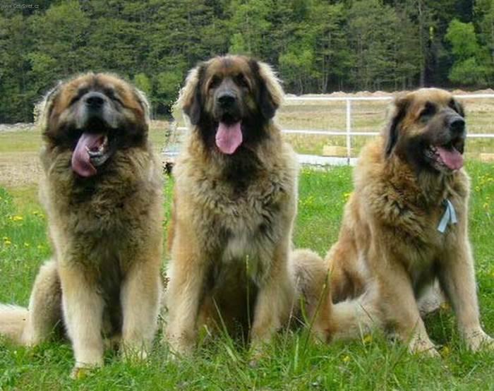 Фотографии к статье: Леонбергер (Leonberger) / Советы по уходу и воспитанию породы собак, описание собаки, помощь при болезнях, фотографии, дискусии и форум.