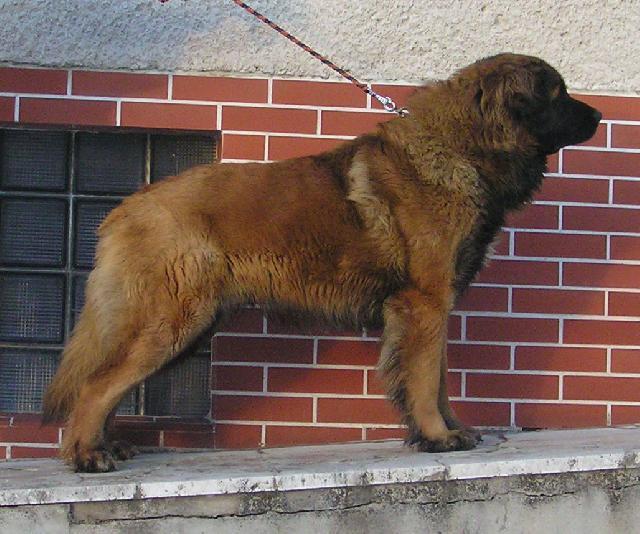 Фотографии к статье: Леонбергер (Leonberger) / Советы по уходу и воспитанию породы собак, описание собаки, помощь при болезнях, фотографии, дискусии и форум.