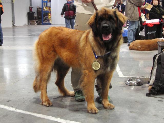 Фотографии к статье: Леонбергер (Leonberger) / Советы по уходу и воспитанию породы собак, описание собаки, помощь при болезнях, фотографии, дискусии и форум.