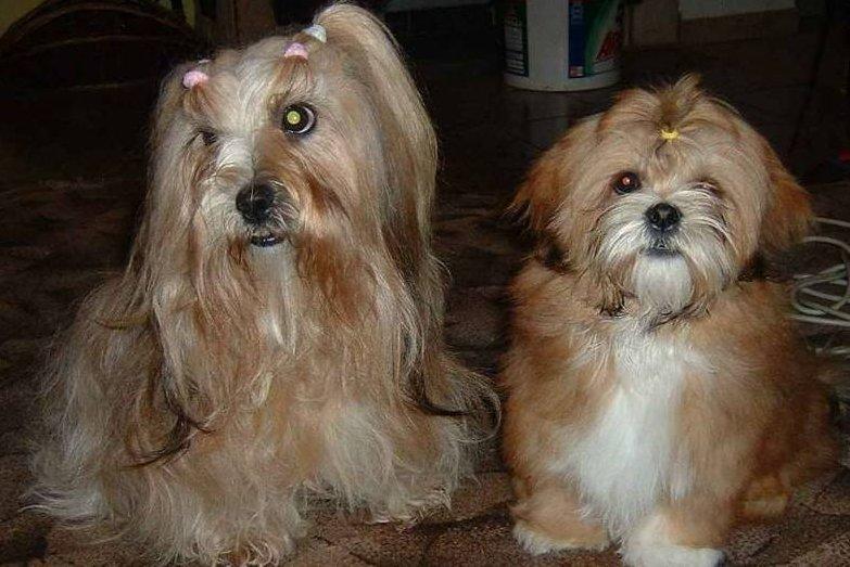 Фотографии к статье: Лхасский апсо (Lhasa Apso) / Советы по уходу и воспитанию породы собак, описание собаки, помощь при болезнях, фотографии, дискусии и форум.