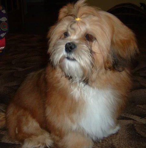 Фотографии к статье: Лхасский апсо (Lhasa Apso) / Советы по уходу и воспитанию породы собак, описание собаки, помощь при болезнях, фотографии, дискусии и форум.