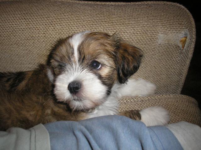 Фотографии к статье: Лхасский апсо (Lhasa Apso) / Советы по уходу и воспитанию породы собак, описание собаки, помощь при болезнях, фотографии, дискусии и форум.