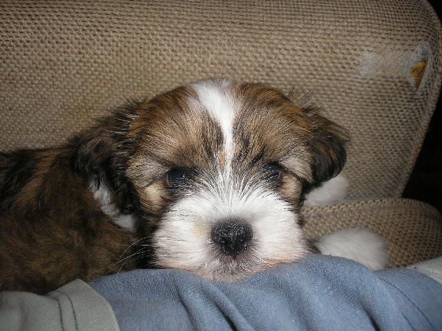 Фотографии к статье: Лхасский апсо (Lhasa Apso) / Советы по уходу и воспитанию породы собак, описание собаки, помощь при болезнях, фотографии, дискусии и форум.