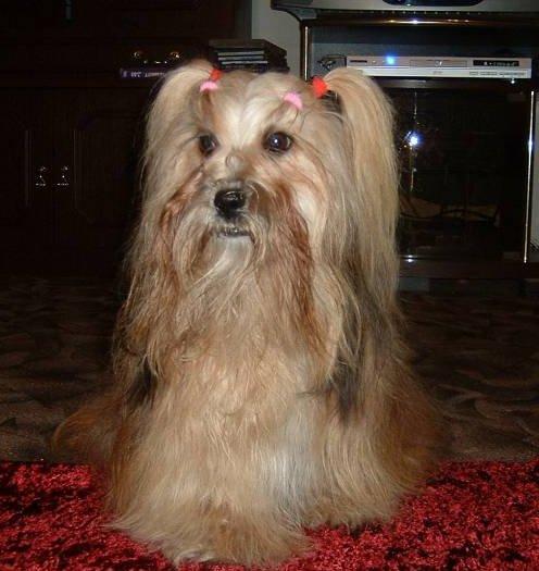 Фотографии к статье: Лхасский апсо (Lhasa Apso) / Советы по уходу и воспитанию породы собак, описание собаки, помощь при болезнях, фотографии, дискусии и форум.