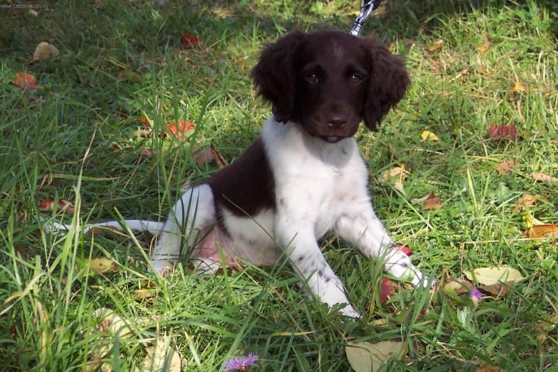 Фотографии к статье: Малый мюнстерлендер (Kleiner Munsterlander Vorstehhund) / Советы по уходу и воспитанию породы собак, описание собаки, помощь при болезнях, фотографии, дискусии и форум.