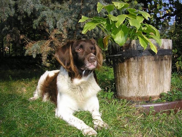 Фотографии к статье: Малый мюнстерлендер (Kleiner Munsterlander Vorstehhund) / Советы по уходу и воспитанию породы собак, описание собаки, помощь при болезнях, фотографии, дискусии и форум.