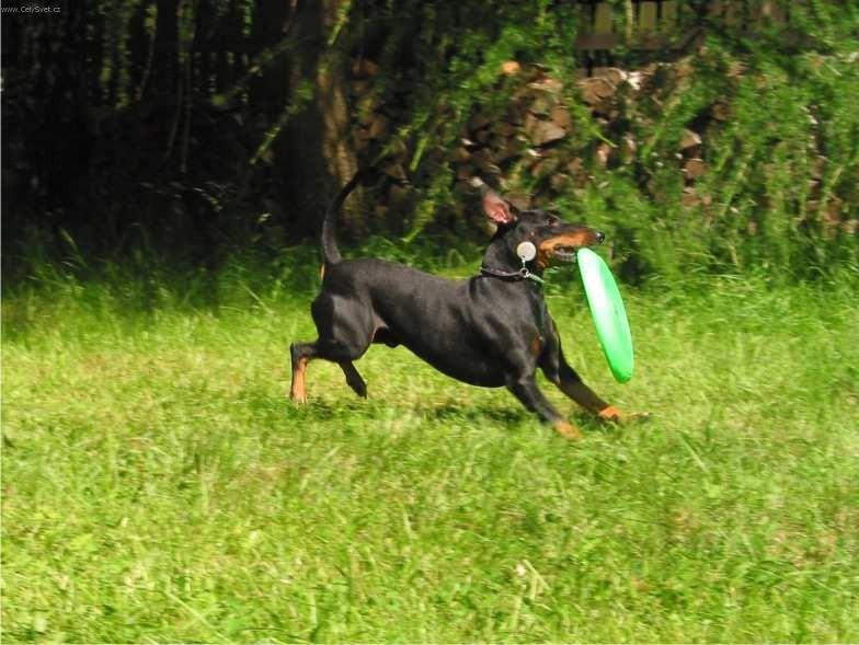 Фотографии к статье: Манчестерский терьер (Manchester Terrier) / Советы по уходу и воспитанию породы собак, описание собаки, помощь при болезнях, фотографии, дискусии и форум.