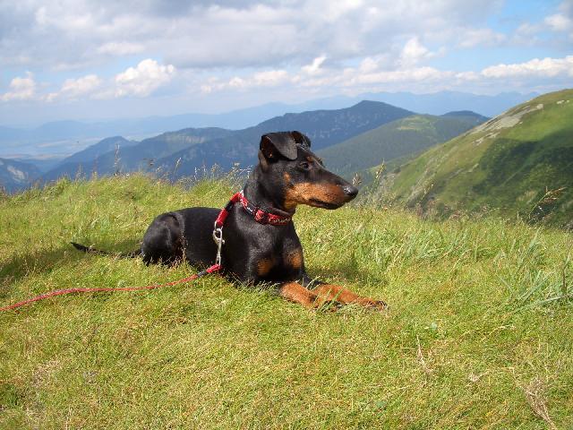 Фотографии к статье: Манчестерский терьер (Manchester Terrier) / Советы по уходу и воспитанию породы собак, описание собаки, помощь при болезнях, фотографии, дискусии и форум.