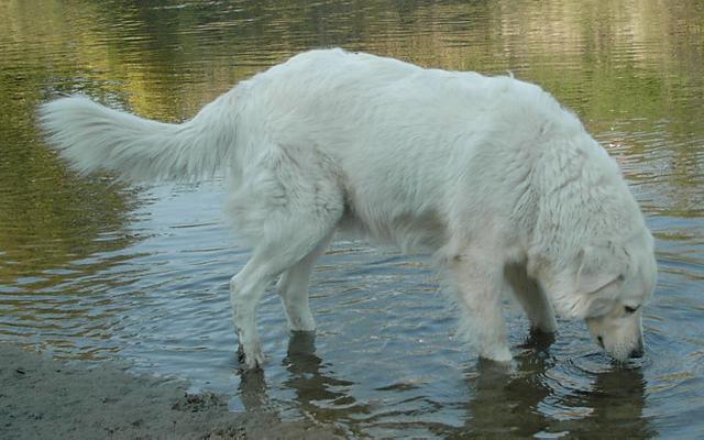 Фотографии к статье: Мареммо-абруццкая овчарка (Maremma and Abruzzes Sheepdog) / Советы по уходу и воспитанию породы собак, описание собаки, помощь при болезнях, фотографии, дискусии и форум.