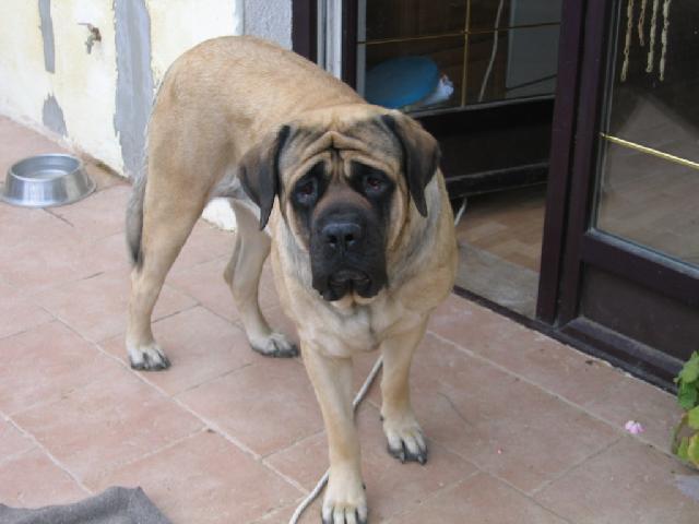 Фотографии к статье: Мастиф (English Mastiff) / Советы по уходу и воспитанию породы собак, описание собаки, помощь при болезнях, фотографии, дискусии и форум.