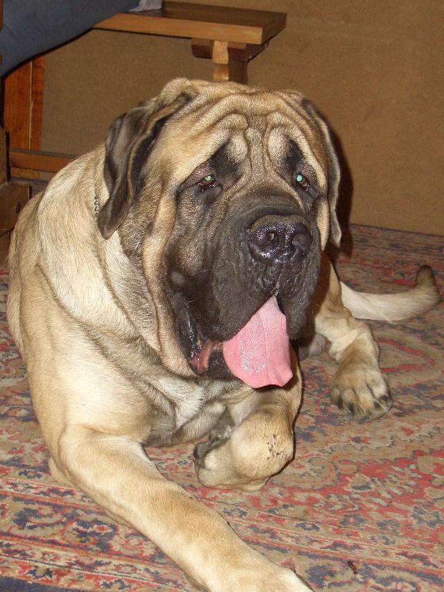 Фотографии к статье: Мастиф (English Mastiff) / Советы по уходу и воспитанию породы собак, описание собаки, помощь при болезнях, фотографии, дискусии и форум.